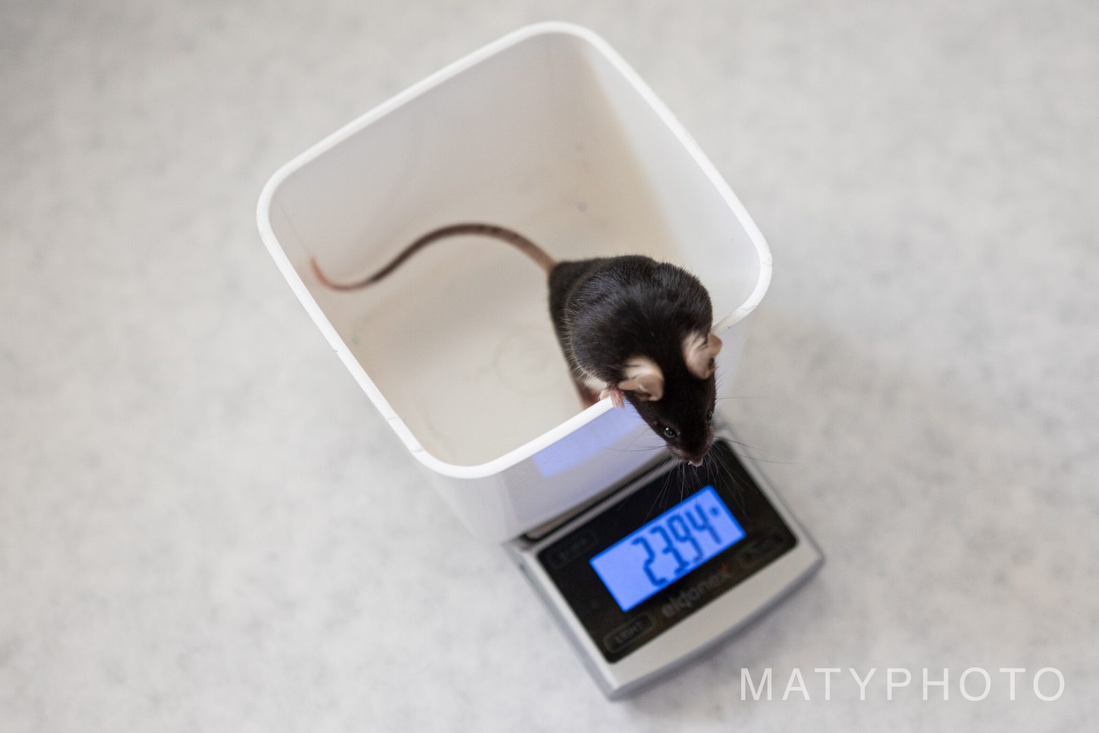 Laboratoř – dokument